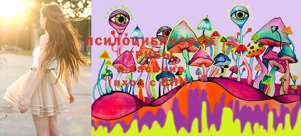 крисы Баксан